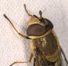 Syrphus torvus